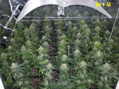 sog-hash-plant